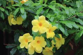 Image result for Allamanda cathartica