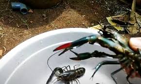 Cara Budidaya Lobster Air Tawar Di Rumah Dengan Kolam Terpal Untuk Pemula Mas Yundar