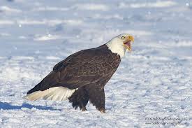 Birds That Look Like Bald Eagles Commander In Chief This Impressive Bald Eagle Was Strutting Around Like The Commander In Chief Giving Bald Eagle Haliaeetus Leucocephalus Animals Beautiful