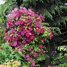 Image result for Clematis dolichopoda