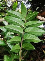 Image result for Pseudospondias