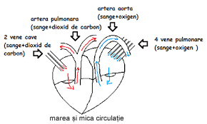 1.aorta ascendentă începe din ventriculul stâng şi se termină la nivelul trunchiului brahiocefalic. Ghid Bacalaureat Fiziologie Si Anatomie Umana Clasa A Xi A Genetica Si Ecologie Umana Clasa A Xii A Bacalaureat
