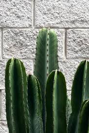Image result for Euphorbia ingens