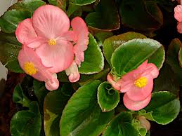 Image result for begonia semperflorens