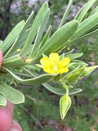 Image result for Surianaceae