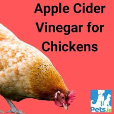 Apple Cider Vinegar For Chickens Pets Ie