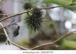Image result for Achariaceae