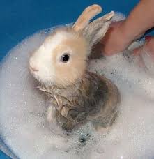 Get a 16.000 second children take a bath. Community Post 11 Animals Taking Bubble Baths Baby Animals Cute Baby Animals Cute Animals