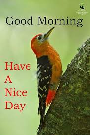 Best Good Morning Wishes With Bird Images Good Morning Images Good Morning Flowers Morning Images