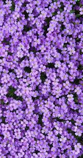 Tumblr is a place to express yourself, discover yourself, and bond over the stuff you love. Periwinkle