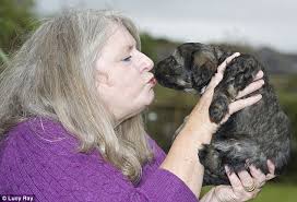 Lucky 13: Delightful litter of rare puppies which will soon boast  dreadlocks instead of fluffy coats are first born in UK for six years