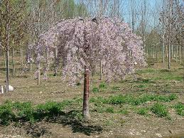 Landscape Services Snow Showers Landscape Nursery Pink Snow