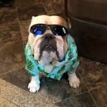 Dog Days of Summer