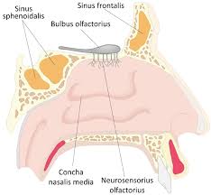 In addition, it performs other vital functions due to its complex anatomy. 21 2a Nose And Paranasal Sinuses Medicine Libretexts
