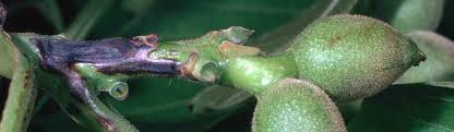 Image result for Walnut blight