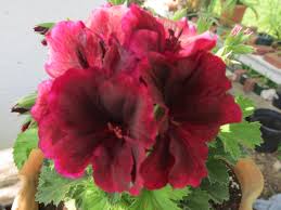 Image result for Pelargonium domesticum round-leaved bushy