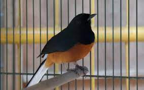 Cara Mengatasi Murai Batu Kurang Fighter Yang Mudah Rajakicau Com