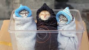 Kediler Icin Mitolojik Isimler Kedi Ajans Blog Kediler Hakkinda A Dan Z Ye