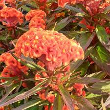 Image result for Celosia nervosa