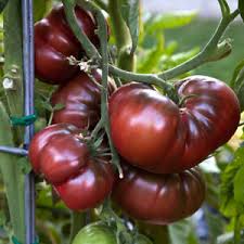 Looking for a good deal on black tomato plant? 25 Heirloom Black Russian Tomato Seeds Ebay