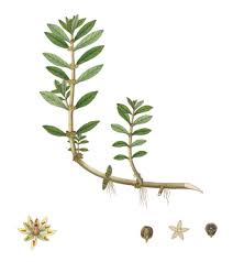 Image result for Bergia salaria