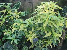 Image result for Pseuderanthemum ludovicianum