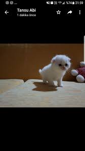 satilik scottish fold panosundaki pin