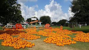 Find Out Where To Visit Pumpkin Patches In The Houston Area This Fall Community Impact Newspaper