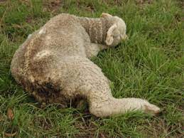 Sheep 201 Sheep Diseases A Z