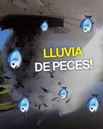 Las autoridades de protección civil reportaron el curioso caso de una lluvia de peces en tampico, en el estado de tamaulipas. Una Lluvia De Peces Video Dailymotion