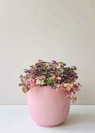 Since the plant is small and has dense leaves, this is an attractive herbaceous plant with glossy, dark green leaves that are. 5 Gorgeous Indoor Plants It S Easy To Pinch Stuff Co Nz