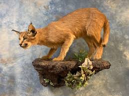One piece of consistent, helpful information has been that keepers are likely to feel intimidated by the cat because of its misunderstood body language. Awesome African Caracal Cat Full Body Mount Estate Personal Property Sporting Goods Outdoor Sports Taxidermy Online Auctions Proxibid