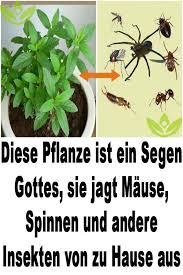 Diese Pflanze Ist Ein Segen Gottes Sie Jagt Mause Spinnen Und Andere Insekten Von Zu Hause Aus Plants Tips