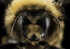 Image result for Bombus veteranus
