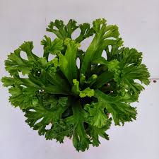 Image result for Asplenium linckii
