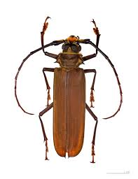 Image result for Orthochilus adenoglossus