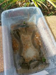 Mosquito larvae can be obtained at traditional ornamental fish stores. Feeding Mosquito Larvae Betta Fish Forum 349022