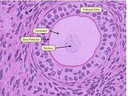 Graafian follicles can be defined structurally as a heterogeneous family of relatively large follicles (400 µm to >2 cm at ovulation) that display an antrum containing follicular fluid, or liquor folliculi. Late Primary Follicle Biology Medical Science Reproductive System