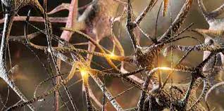 Die neurobiologie beschäftigt sich mit den molekularen und zytologischen grundlagen der informationsverarbeitung im nervensystem. Nervenzelle