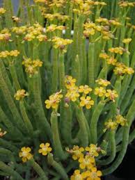 How often do christmas cacti bloom? 64 Sardinia Endemic Flowers Ideas Flowers Plants Sardinia