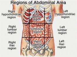 Der Bauch Ist Ein Wesentlicher Bereich Des Korpers Und Wurde In 9 Regionen Unterteilt Anatomy Organs Human Body Anatomy Body Anatomy