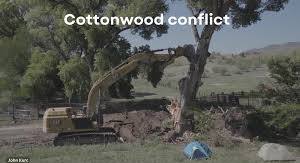 ‘Grandmother’ tree toppled, border wall protesters detained