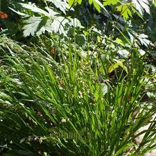 Image result for Avenella flexuosa