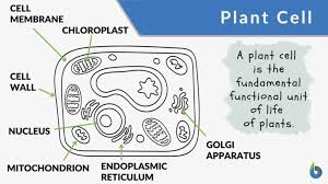 Cell walls tend to be rigid structures that help maintain the shape of the cell. Plant Cell Definition And Examples Biology Online Dictionary