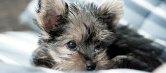 We need your help to keep animals out of the shelter and in homes. Tiny Paws Small Dog Rescue