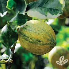 Xie shan tree, satsuma mandarin citrus (excludes: Louisiana Trees Saxon Becnel Sons