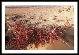 Image result for Suaeda sp. B