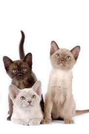 We've spent hours researching to find all of the different burmese cat breeders in texas and you can find our full list below. 30 Burmese Cats Ideas Burmese Cat Cats Burmese