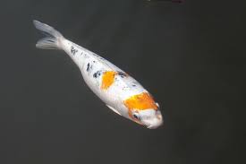 If upon removing the koi, it is intact, then just to be safe, it would be wise to carry out a number of key water tests. Orange White Koi Fish Brocade Carp Koi Carp Fish Swim Pond Water Pxfuel