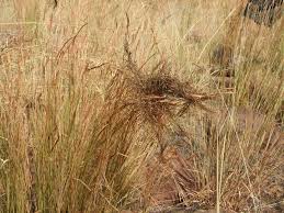 Image result for Heteropogon contortus